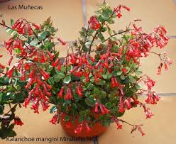 Pin On Kalanchoe