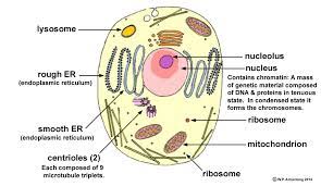 For this project, our job was to make a model of an eukaryotic animal cell. Lab Manual Exercise 3e