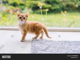 Find top 20 cat breeds which is best for you! Cute Little Red Cat Image Photo Free Trial Bigstock