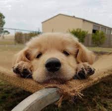 Pin On Pet Essentials