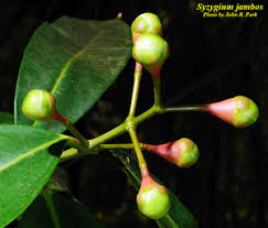 Image result for Syzygium jambos