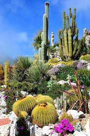 Pin By Irina Kuznecova On Gardening Ideas Cactus Garden Landscaping Desert Plants Planting Flowers