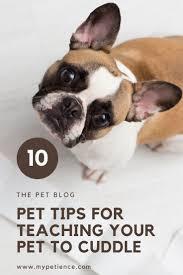 Advertisement pets make wonderful companions. The Best Small Pets For Cuddling Teaching A Pet To Cuddle Best Small Pets Pet Blog Small Pets
