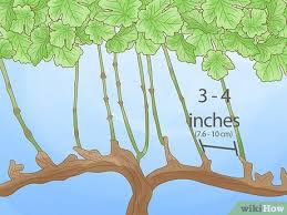 Image result for grape pruning