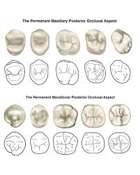 Image result for Occlusal