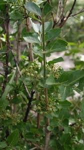 Image result for Psydrax livida