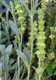 Gresk Fjellte Sideritis Syriaca Planter Urtemedisin