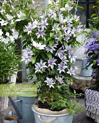 Maybe you would like to learn more about one of these? Clematis Samaritan J Stock Photo By Visions Image 0986506