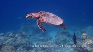 One of the world's most endangered sea turtle populations. Sea Turtle Hitchhikers The Symbiotic Relationships Of Sea Turtles Olive Ridley Project