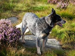 Our Blue Heeler Donk At Stanage Sheffield Heeler Blue Heeler Cattle Dog