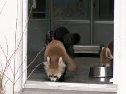 Top 10 Funniest Shocked Animals Gif Collection Cute Funny Animals Silly Animals Cute Animals