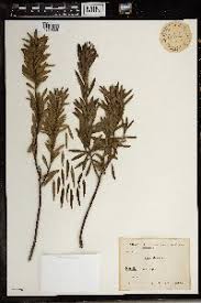 Image result for Gnidia chapmanii