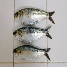 Vendre Du Poisson Congele Assortiment Pour Le Monde Entier Prix Negociable Selon Le Choix Des Clients Offre Sur Mesure Et Selon La Demande Maroc Producteur Recherche De Client Espaceagro