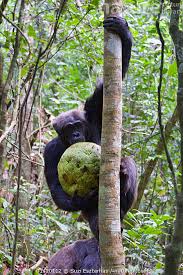 Image result for Treculia