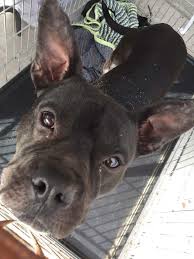 Only colorado residents will be allowed to adopt the french bulldogs. Colorado Springs Co French Bulldog Meet Brice A Pet For Adoption