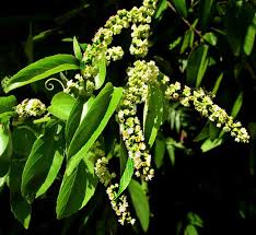 Image result for Gouania