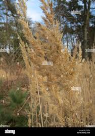 Image result for Agrostis epigejos