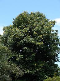 Image result for Markhamia lutea