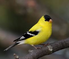 Bird With Yellow Beak And Black And White Feathers Pin On Aves