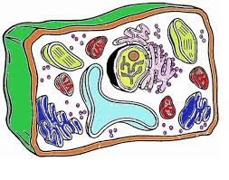 Unlike prokaryotic cells the dna in a plant cell is housed within the nucleus. Plant Cell On Flowvella Presentation Software For Mac Ipad And Iphone