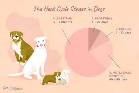 Length Of The Heat Cycle In Dogs
