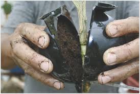 Rooting fruit tree cuttings is a common method utilized for propagating fruit trees. Farm Show Magazine The Best Stories About Made It Myself Shop Inventions Farming And Gardening Tips Time Saving Tricks The Best Farm Shop Hacks Diy Farm Projects Tips On Boosting Your Farm Income