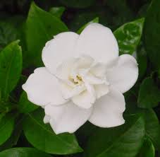 The beautiful connotations with the color white may be one of the reasons that gardeners love to nestled white blooming shrubs within their gardens. Beautiful White Flower Stock By Enchantedgal Stock On Deviantart