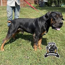 Are you thinking about the boerboel or the rottweiler as the perfect homestead guardian or family protector? Boerboel And Rottweiler Online