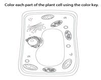 Plant cells also contain chloroplasts, green organelles that do photosynthesis. Plant And Animal Cell Worksheets