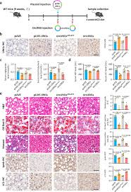Image result for Nile Green 1950 Nash