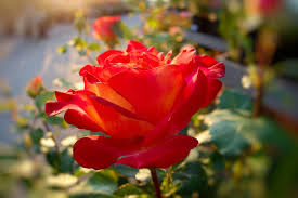 This year it is the 140 years anniversary of the poulsen rose family, and it is the 45 years of so hopefully this new rose who is to be launched will show all of the good poulsen genetics and in one. Rosen Schley Essen