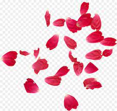 Faridabad Petal Rose Flower Henna Falling Rose Petals 1874 1790 Is About Pink Heart Flower Rose Order Ro Rose Petals Falling Flower Henna Rose Flower Png
