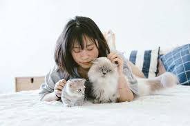 Top flea & tick pet medications. How To Get Chewy Pet Products Shipped To Canada Yore Oyster