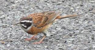 種類別バックナンバー図鑑 野鳥 鳥 かわいい 動物