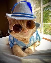 Orange cat stuck in a green ribbon bow on a christmas present #14453. Chachamaru Loves His Hats Just Like These 21 Other Cats