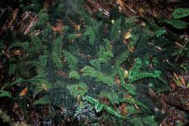 Image result for Abrodictyum