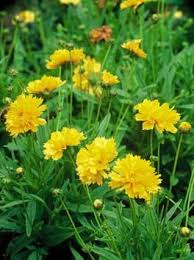 It does best in zones 5 to 8—super hot, humid climates will do this plant to favors. Common Coreopsis How To Grow And Care For Coreopsis Yellow Perennials Flowers Perennials Coreopsis Flower