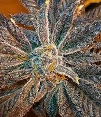 Buds spring to the touch, and not crumbly, which indicate freshness. La Cookies Cannabis Seeds La Cookies By The Cali Connection Lamota Growshop