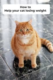 Your cat, when healthy, will normally weigh the same year after year, except for those who gain weight. How To Help Your Cat Losing Weight Cats Feral Cat Shelter Cat Health