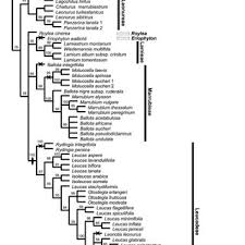 Image result for Leucas sexdentata