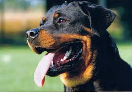 Rottweiler Vikipedi