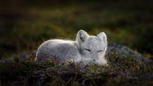 Bing Animals Fox Sleeping 1920x1080 Wallpaper Wallhaven Cc Arctic Fox Animals Fox
