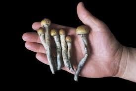 Magix mushroom is on mixcloud. Magic Mushroom Extract Changes Brains Of People With Depression New Scientist