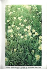 Image result for Pegolettia senegalensis