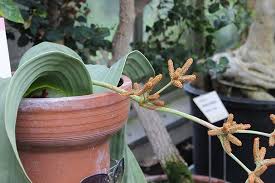 Image result for Ficus welwitschii