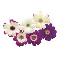 Check spelling or type a new query. Star Wars Sakata Ornamentals