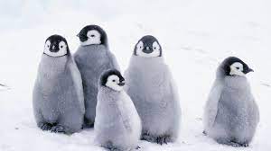 First attested in the 16th century in reference to the auk of the northern hemisphere; Vogel Pinguine Voegel Natur Planet Wissen