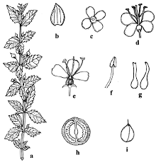 Image result for Scoparia dulcis