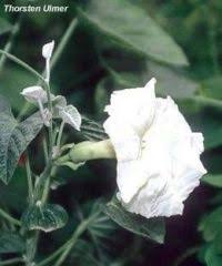 Image result for Ipomoea albivenia