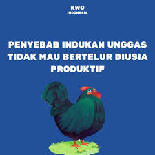We did not find results for: Kwo Indonesia Normalnya Usia Ayam Yang Siap Bertelur Adalah Di Usia 5 Sd 6 Bulan Akan Tetapi Faktor Faktor Dibawah Ini Bisa Membuat Ayam Anda Tidak Atau Belum Mau Produksi Telur